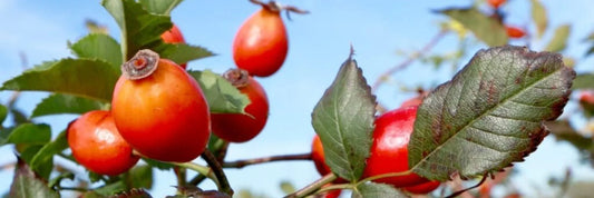 Rosa Mosqueta: O Óleo Natural Que Revoluciona os Cuidados com a Pele